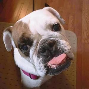 Meet your Posher, Maggie